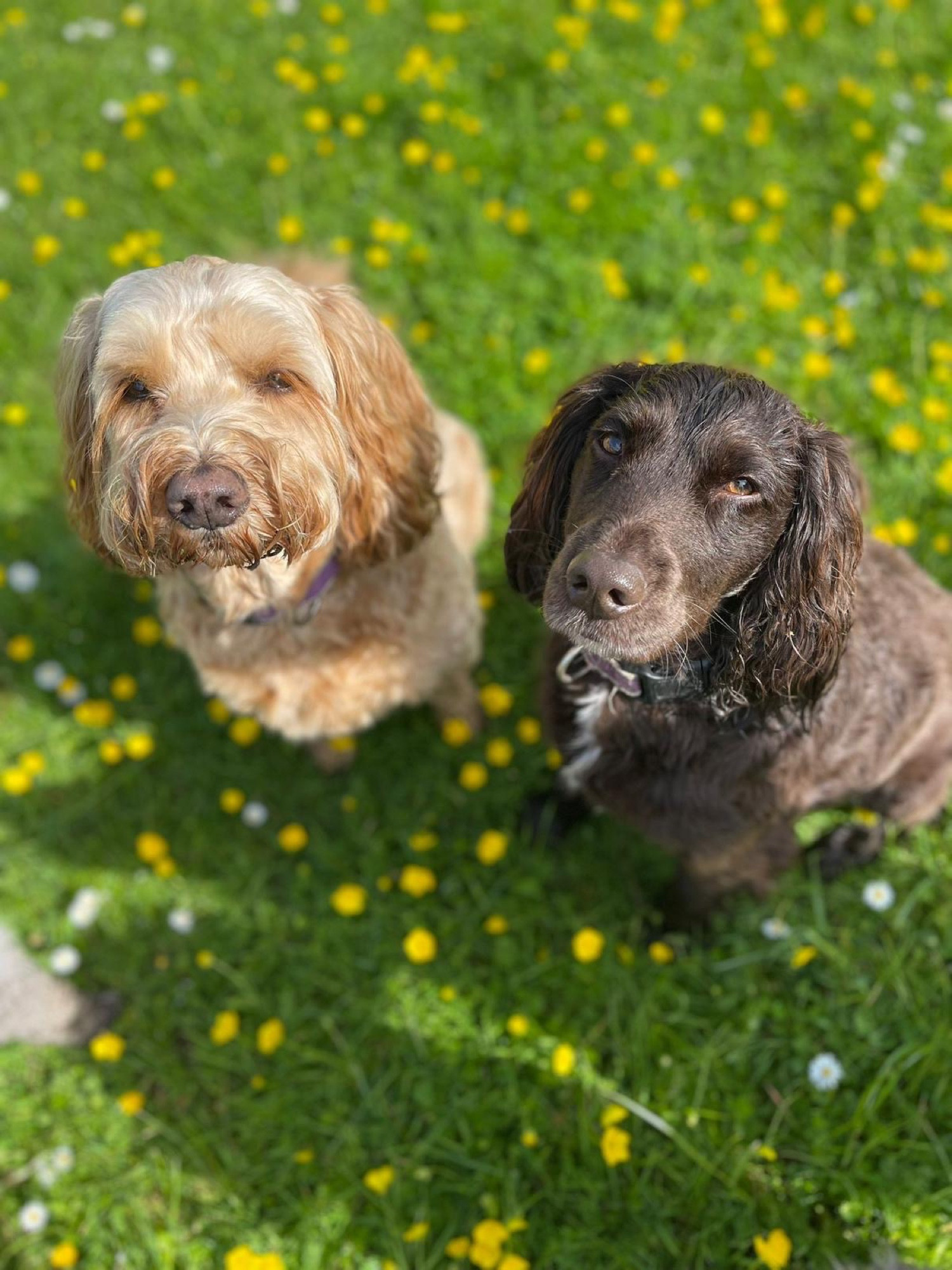 Two dogs in the field at Liberty's Pet Services