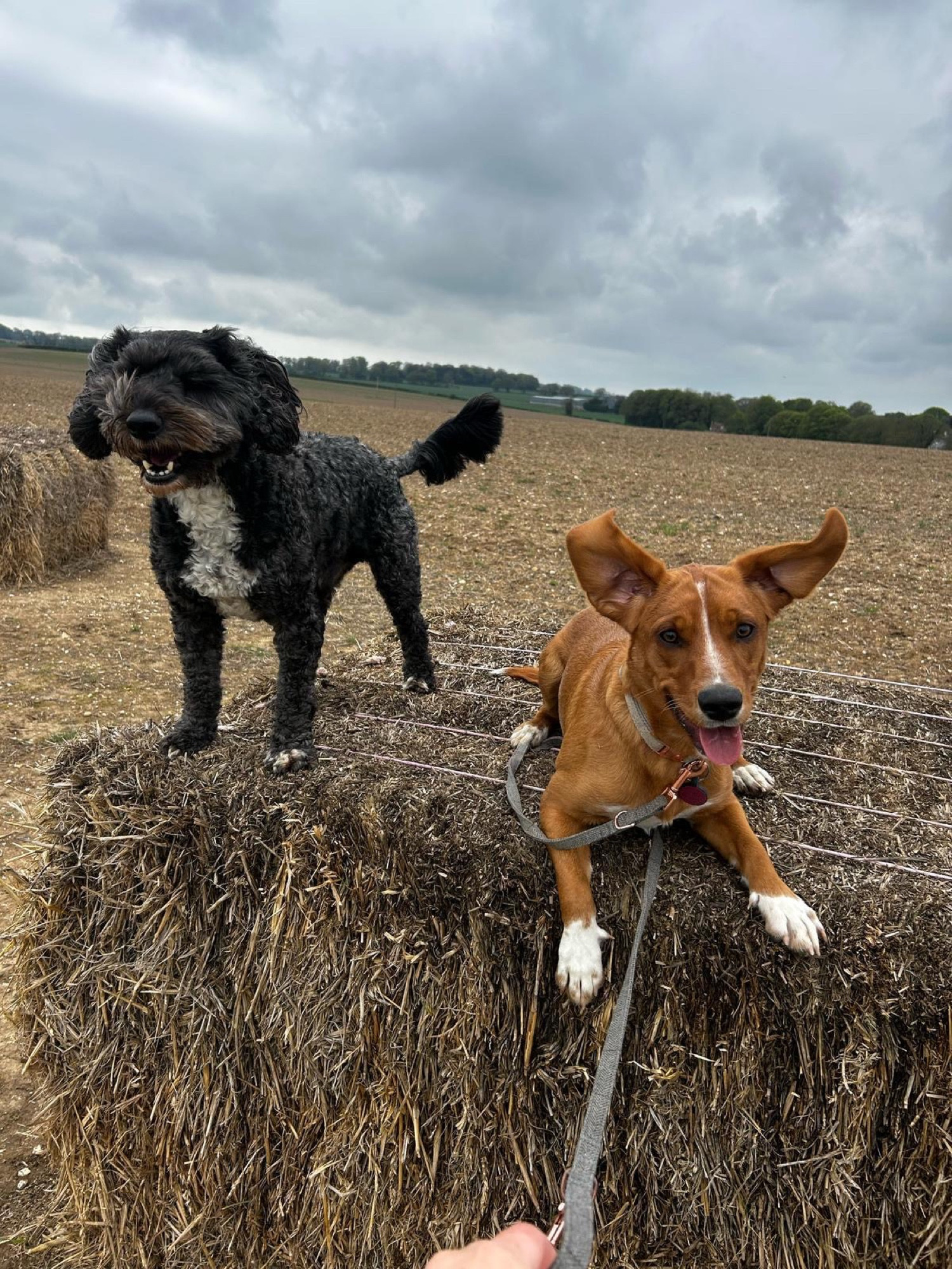 Dogs on a hay bale during a countryside walk with Liberty's
