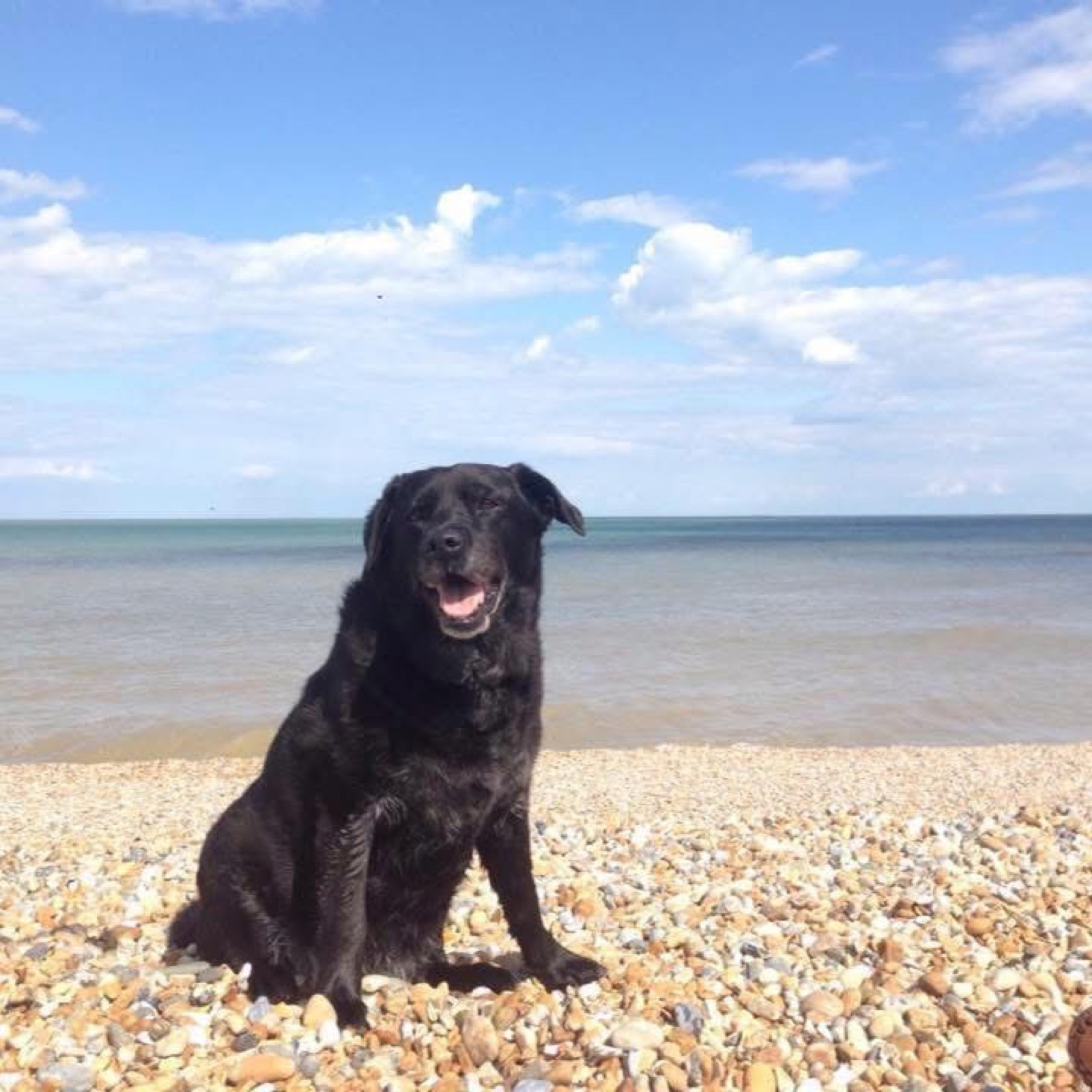 Liberty the black Labrador on the beach — the dog who inspired Liberty's Pet Services