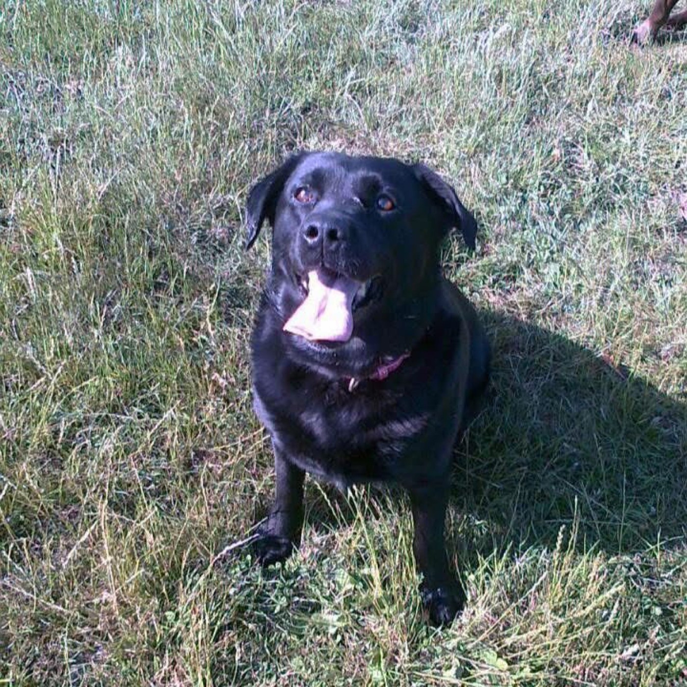Liberty the Labrador in the field — historical photograph