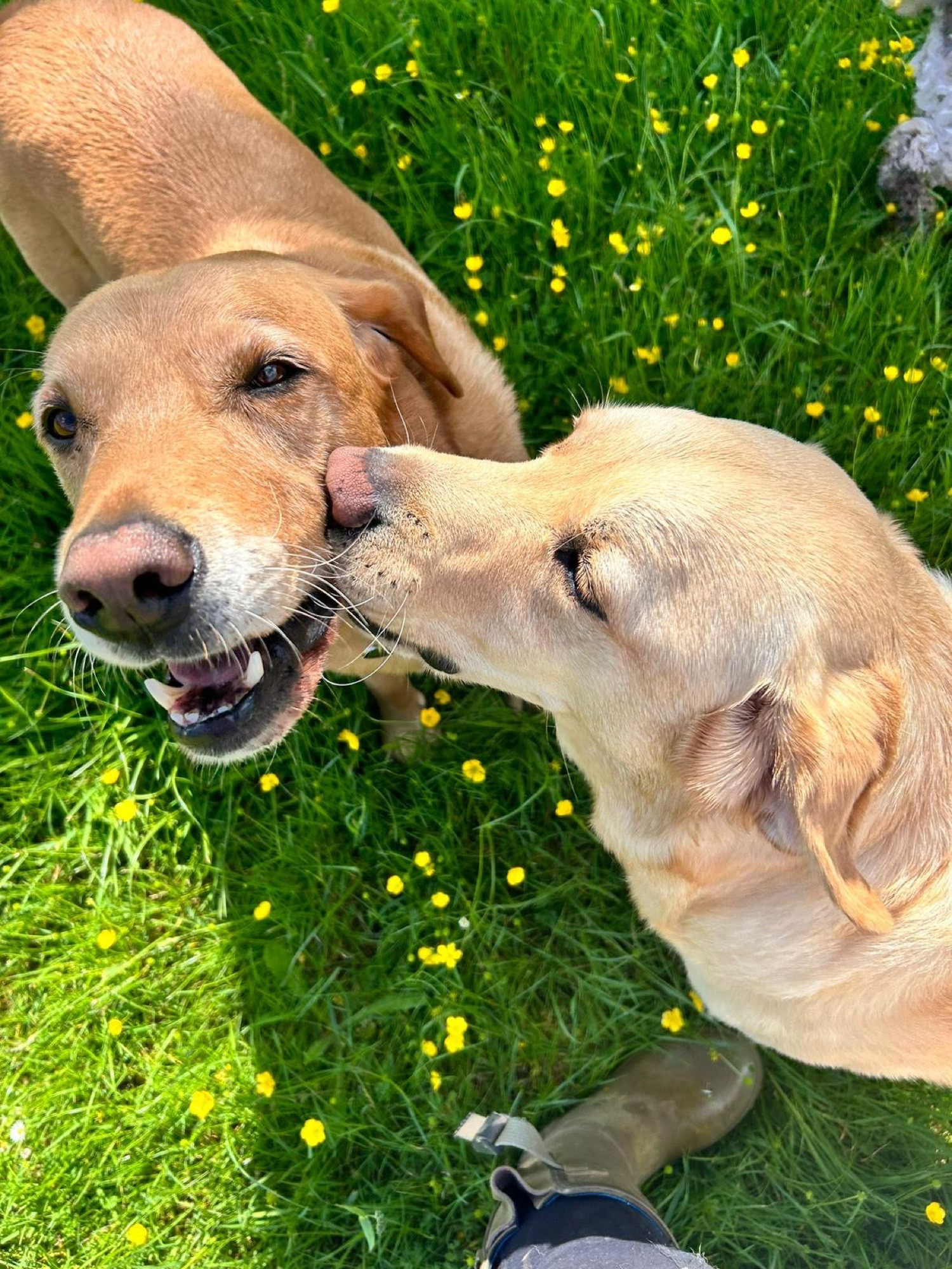 Dogs enjoying supervised play at Liberty's secure field