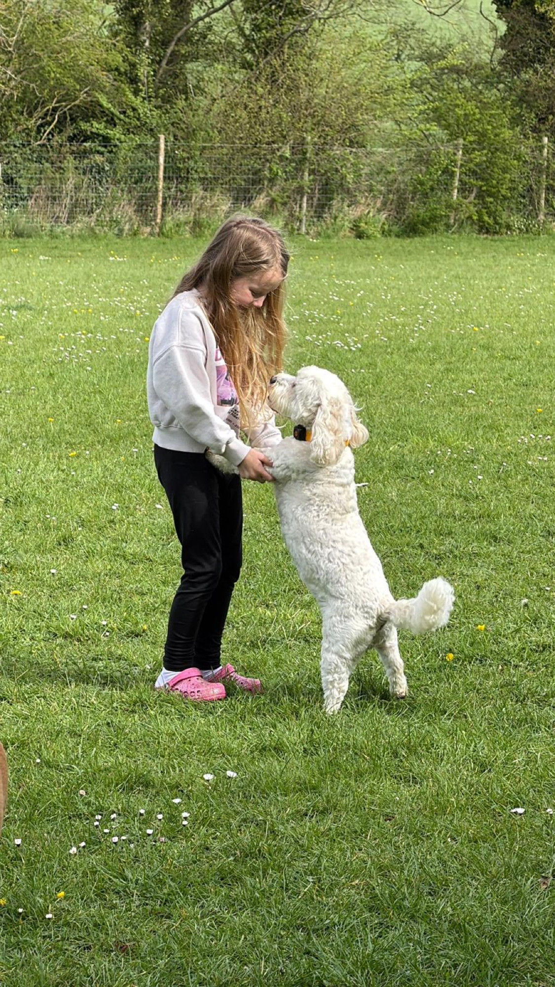 Supervised dog play at Liberty's secure field