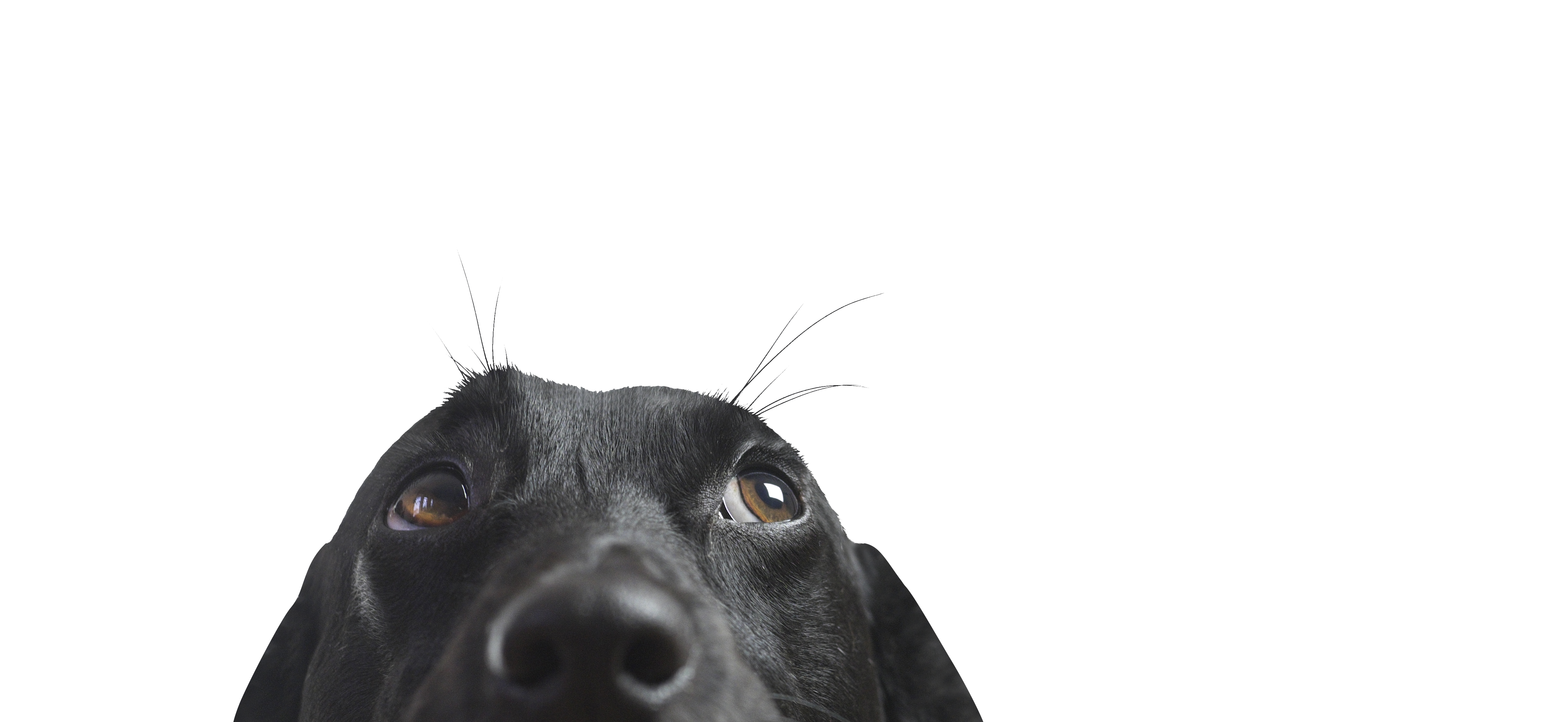 Liberty the Labrador peeking into view — the dog behind the Liberty's name